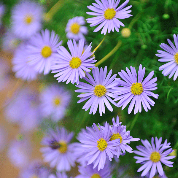 Swan River Daisy