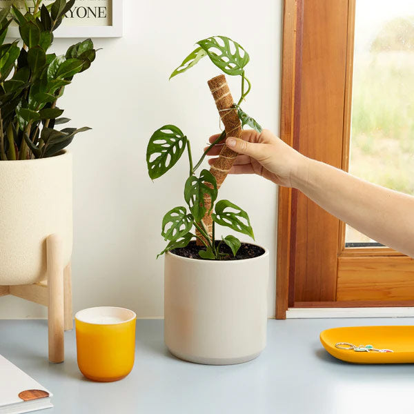 We The Wild Coco Climber Bendable and Stackable Grow Pole for Plants