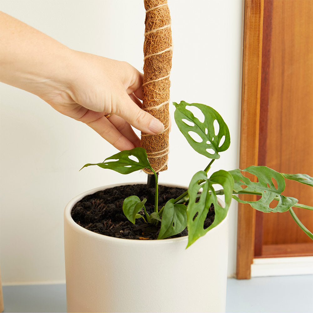 We The Wild Coco Climber Bendable and Stackable Grow Pole for Plants