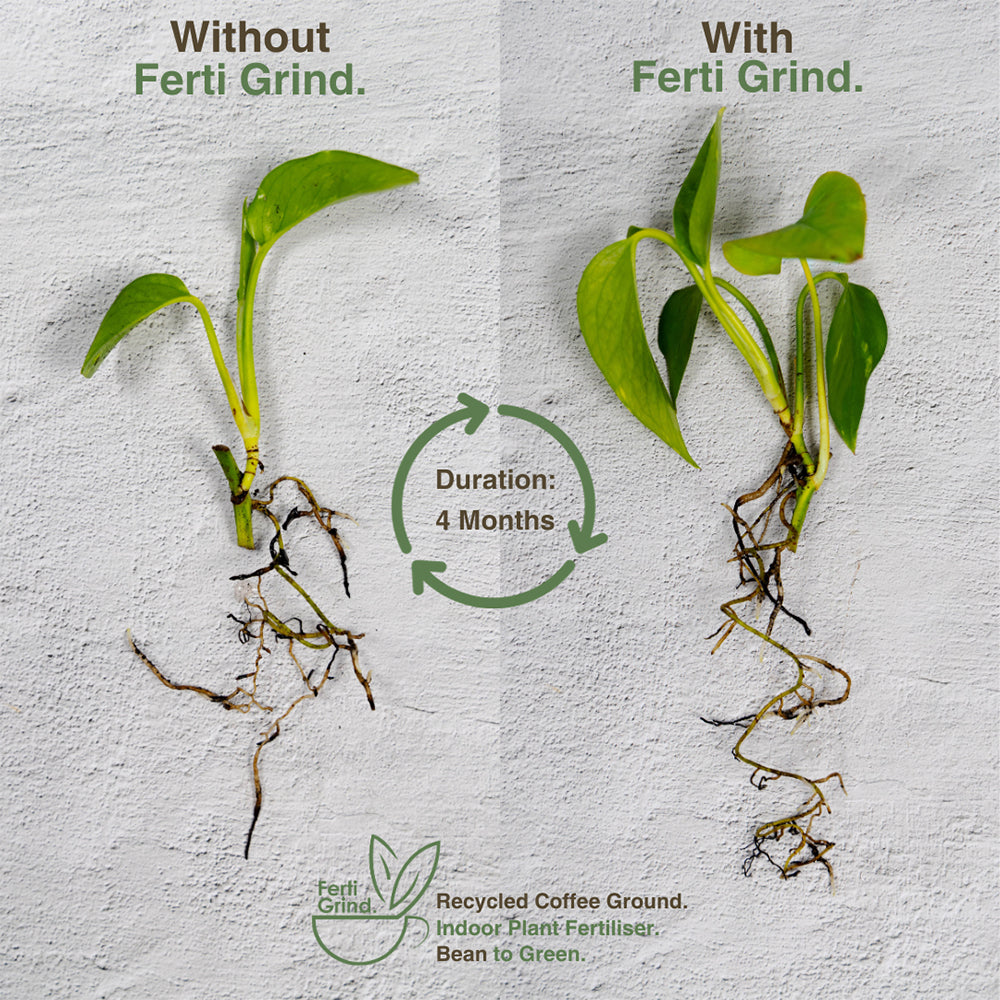 Ferti Grind Indoor Plant Fertiliser - 4 month plant comparison