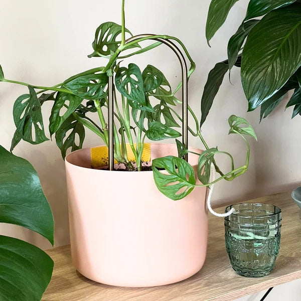 We The Wild Self-Watering Plant Climber in a plant pot watering a plant