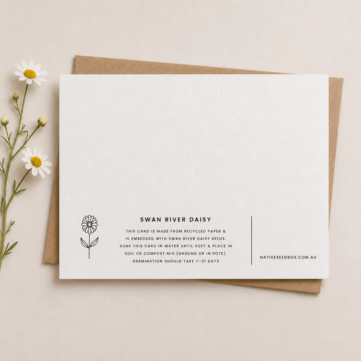 Swan River Daisy seeds available with Plantable Eucalyptus Blossoms Card