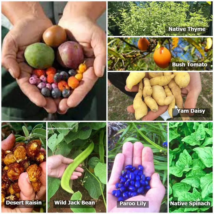 Australian Bush Tucker Collection Seed Bombs edible produce