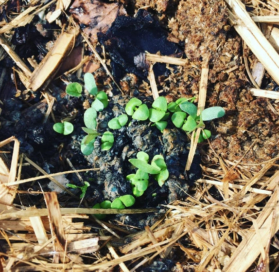 Germinating Bee Seed Bombs 