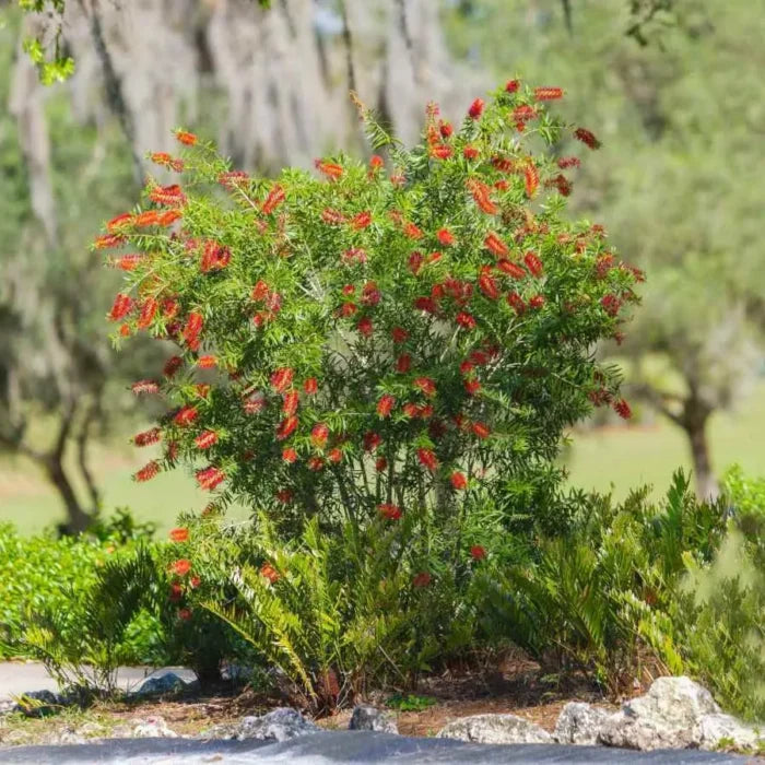Lemon Scented Bottlebrush seeds available with Plantable Eucalyptus Blossoms Card