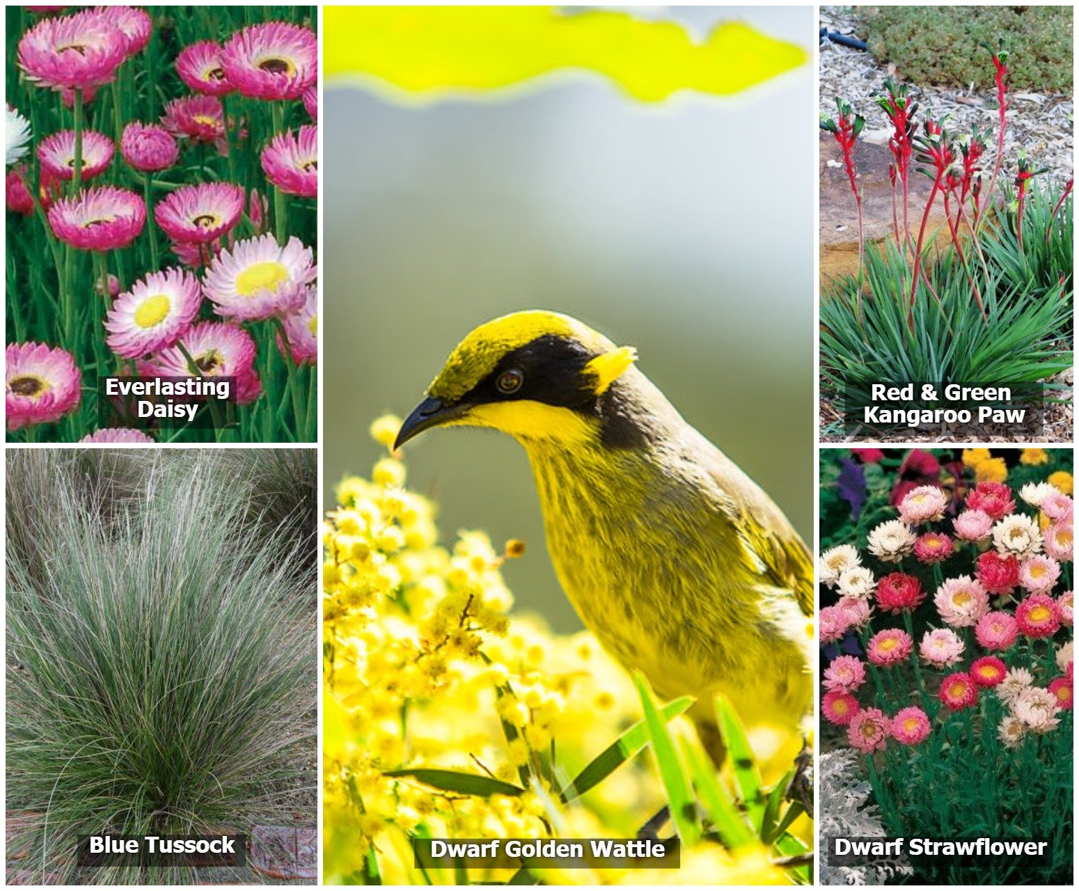 Australian Wildflower Seed Bombs - For Native Birds