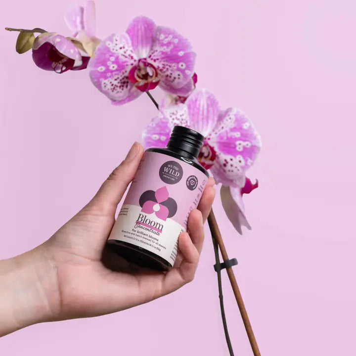 Orchid Bloom Concentrate