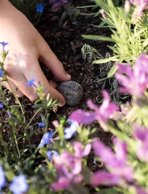 Australian Bush Tucker Collection Seed Bombs contents of box