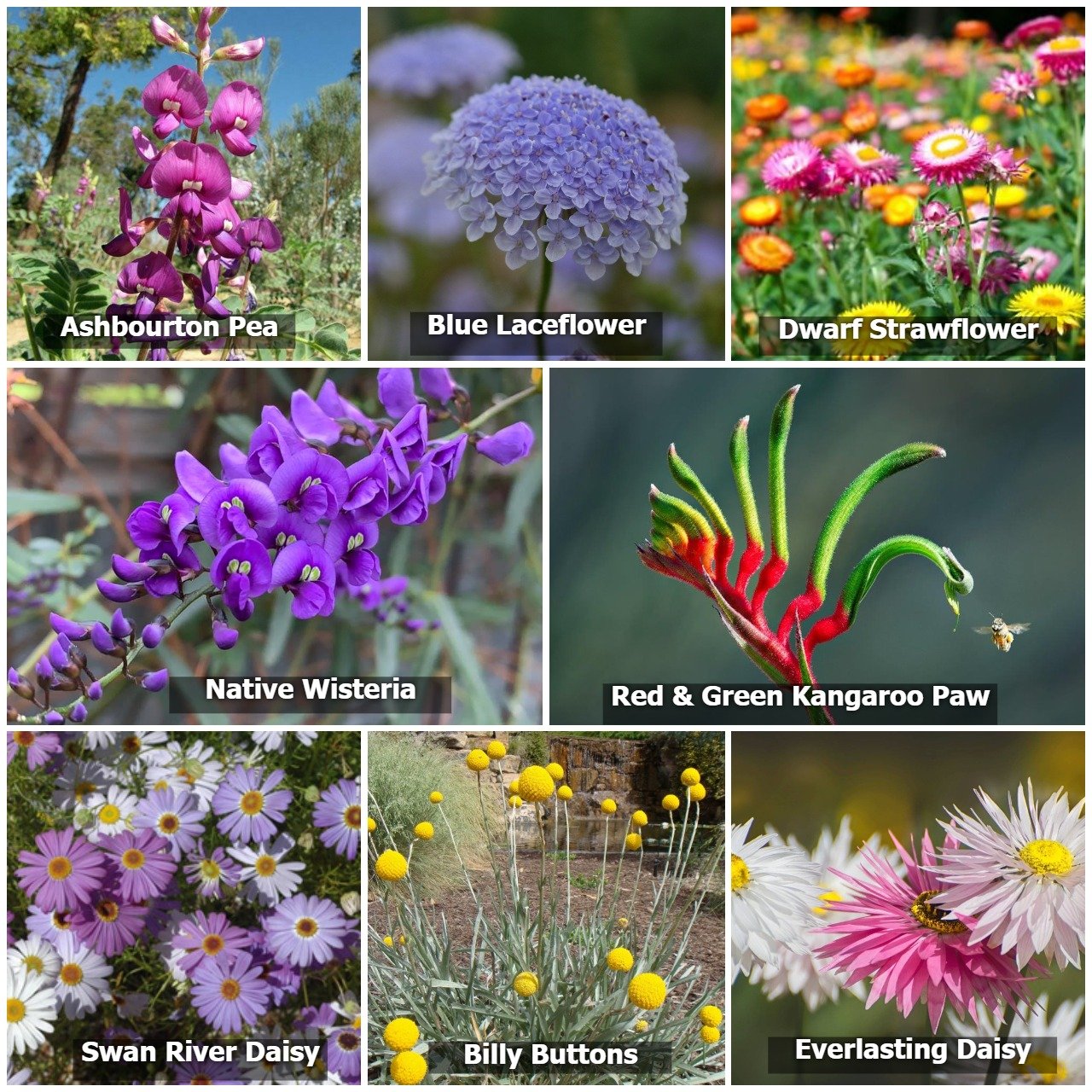 australian wildflower seeds Australian Wildflower Seed Bombs